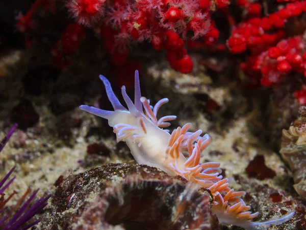 Coral Nudibranch Underwater Phyllodesmium Horridum Moving Reef Reaching Its Head — Stockfoto