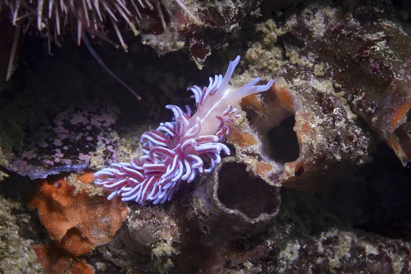 Coral Nudibranch Underwater Phyllodesmium Horridum Moving Reef Orange Pink Body — Stock Photo, Image
