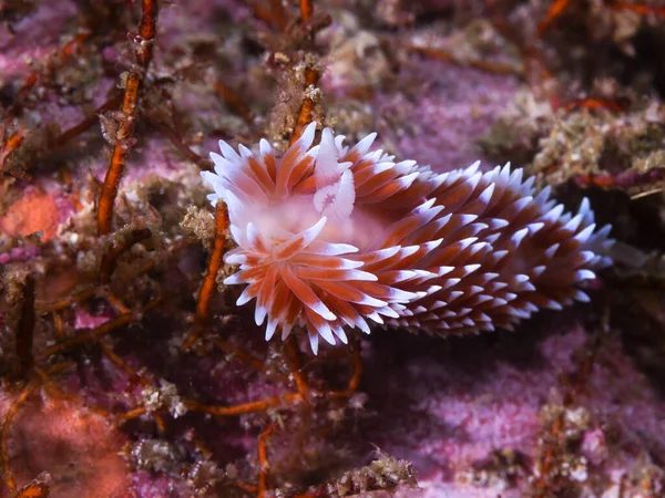 シルバーチップ ヌディブランチ 英語版 または海底でナメクジ Janolus Capensis がサンゴ礁の上を移動する 白い先端を持つ白いボディと茶色のセラータ — ストック写真