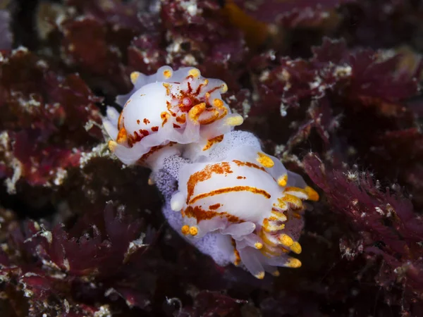 卵の塊と一緒に座っている2つの火の外陰部または海底の海のナメクジ Okenia Amenula オレンジ色の線とパッチ 多数の黄色の先端付属品を持つ白い体 — ストック写真