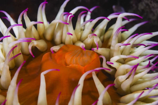 Close False Plum Anemone Underwater Pseudactinia Flagellifera Orange Body Cream — Photo