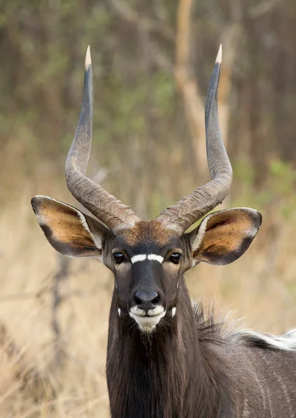 Nyala horns Stock Photos, Royalty Free Nyala horns Images | Depositphotos