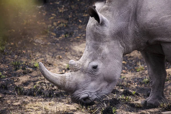 Primer Plano Rinoceronte Blanco Perfil Lateral Cabeza —  Fotos de Stock
