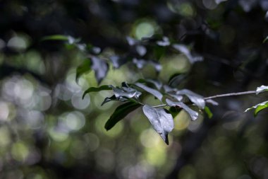 Ormandaki bir ağaçta yetişen yeşil yaprakların doğal detayları.