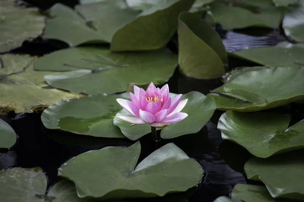 Suda büyüyen pembe bir nilüfer, parlak yeşil yapraklarla çevrili.