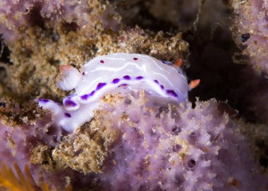 Cape dorid (Hypselodoris capensis) su altında çıplak dallar, mor benekli, beyaz ve kırmızı lekeli beyaz gövdeli deniz sümüklüböceği.