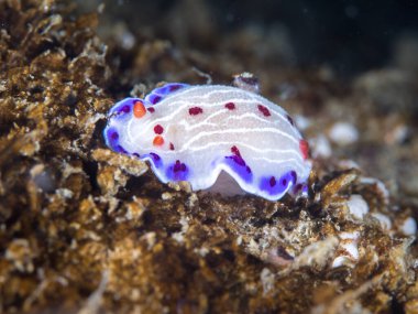 Cape dorid (Hypselodoris capensis) su altında çıplak dallar, mor benekli, beyaz ve kırmızı lekeli beyaz gövdeli deniz sümüklüböceği.