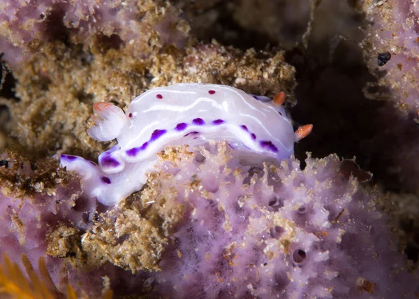 Mys Dorid Hypselodoris Capensis Nudibranch Pod Vodou Mořský Slimák Bílým — Stock fotografie