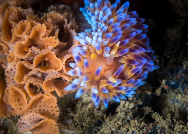 Plynový Plamen Nudibranch Bonisa Nakaza Pod Vodou Směrem Kameře Mořský — Stock fotografie