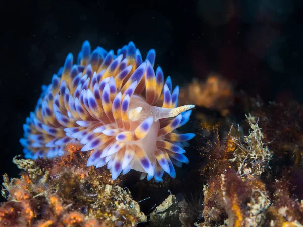 Gasflammen Nacktschnecke Bonisa Nakaza Unter Wasser Mit Blick Auf Die — Stockfoto