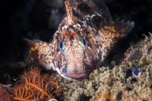 Horned Blenny Fish Reef Facing Camera Underwater — Stock Photo, Image
