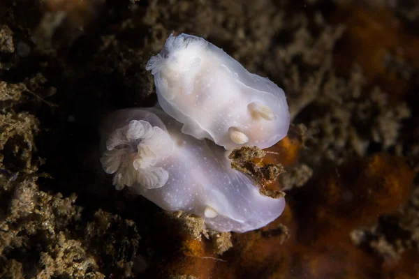 二つのゴーストのNudibranches水中の横に 半透明の体に白と小さな海のナメクジ — ストック写真