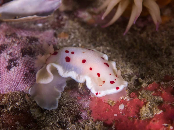 Kırmızı benekli dorid (Chromodoris heatherae) su altında çıplak dallar, beyaz gövdeli deniz sümüklüböceği ve kırmızı noktalar