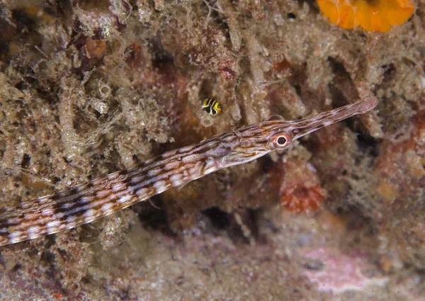 Longsnout boru balığı (Syngnathus temminckii) açık ve koyu kahverengi çubuklu su altında