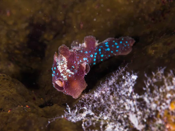 Iridescent Nudibranch Notobryon Wardi Brown Sea Slug Blue Spots — Stock Photo, Image