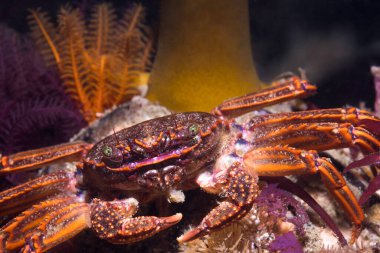 Kameraya bakan bir Cape Rock yengecinin (Plagusia chabrus) yakın çekimi