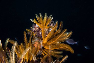 Tüylü deniz yıldızının kollarını su altında uzatarak yaklaşması.