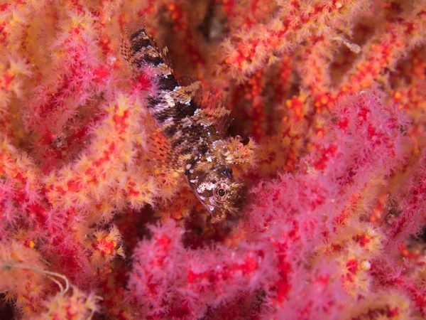 多色の海のファンの上に座っている小さな三畳紀の魚水中 Cremnochorites Capensis — ストック写真