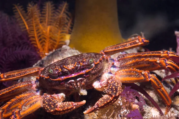 Closeup Cape Rock Crab Plagusia Chabrus Facing Camera — Stock Photo, Image