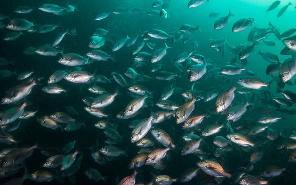 Nahaufnahme Eines Schwarms Silberner Hottentottenfische Unter Wasser Pachymetopon Blochii — Stockfoto