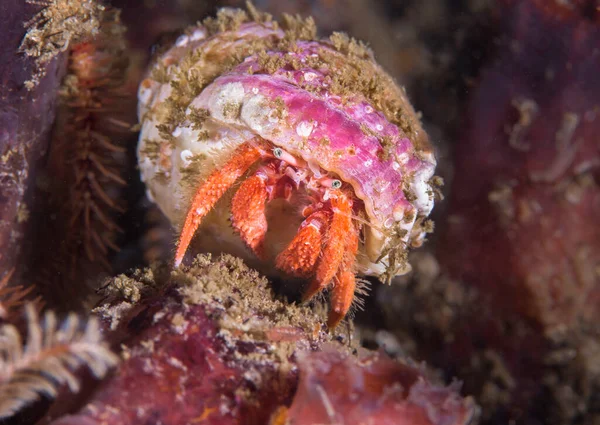 Macro Pink Hermit Crab Paguristes Gamianus Facing Camera — Stock Photo, Image
