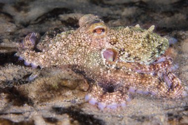 Bir Ahtapot (Octopus vulgaris) deniz tabanına karışıyor.