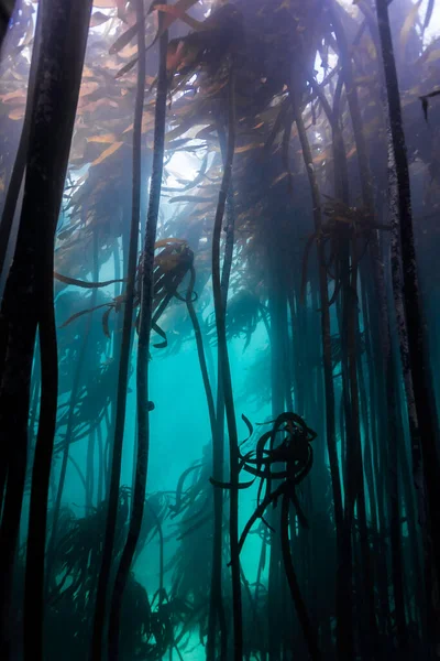 Floresta Subaquática Kelp False Bay Cidade Cabo — Fotografia de Stock