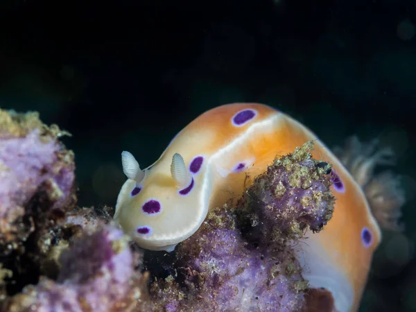 Inkoustový Nahotový Mořský Slimák Ceratosoma Ingozi Světle Žlutým Tělem Fialovými — Stock fotografie