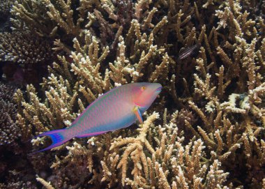 Mercan resifinde başı yumuşak mercan ve parlak turuncu anthia balığı veya deniz altınlarıyla çevrili dev bir moray balığı (Gymnothorax javanicus) bulunur.