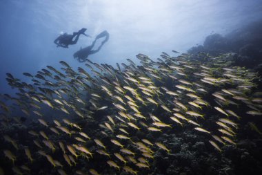Yellowfin keçi balığı (Mulloidichthys vanicolensis), arka planda iki tüplü dalgıcın silueti ile resifin üzerinde yüzen büyük bir balık sürüsüdür.