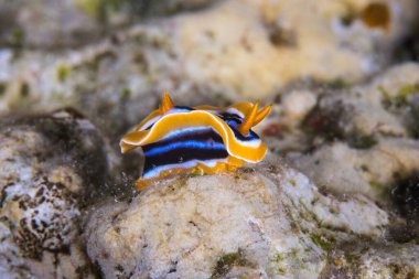 Bir pijama kromodoridi (Chromodoris dörtlü renk) parlak mavi ve beyaz çizgili çıplak deniz sümüklüböceği