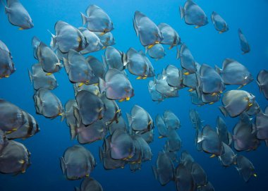 Büyük bir maça sürüsü gümüş gövdeler ve çerçeveyi dolduran sarı yüzgeçlerle mavilikte yüzüyor.