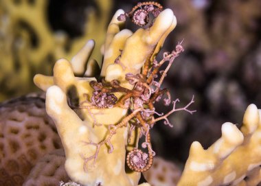 Çok küçük bir sepet yıldızına (Astroboa nuda) ateş mercanı üzerinde yaklaş