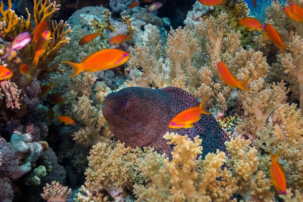 Jättestor Muräna Gymnothorax Javanicus Korallrevet Med Huvudet Utstickande Omgivet Mjuk — Stockfoto