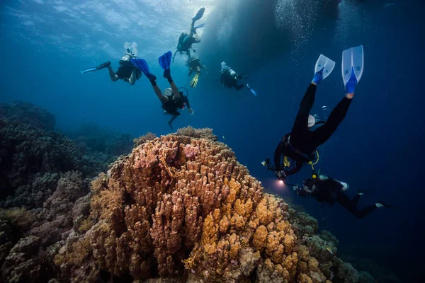Гигантский Муреновый Угорь Gymnothorax Javanicus Коралловом Рифе Головой Торчащей Окружении — стоковое фото