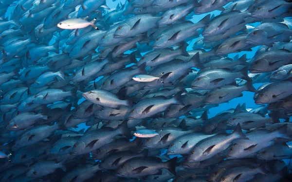一大群双斑金鱼 Lutjanus Bohar 用红色的灰色身体和深色的鳍填满了鱼架 — 图库照片