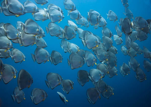 A school of large Spadefish swimming in the blue with silver bodies and yellow fins filling the frame swimming away