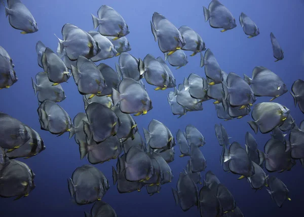 A school of large Spadefish swimming in the blue with silver bodies and yellow fins filling the frame