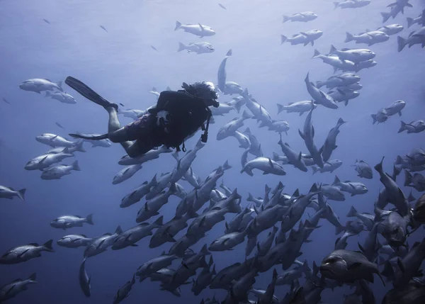 Scuba Diver Swimming School Snapper Fish Quietly Observes Them — Stock Photo, Image