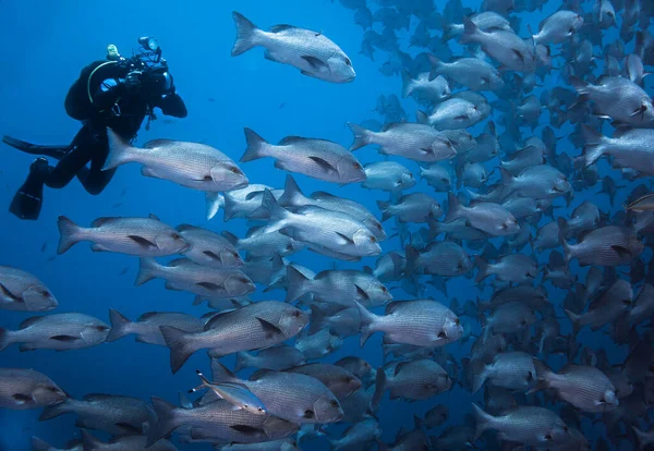 Underwater Photographer Taking Pictures Large School Snapper Fish — Stock Photo, Image