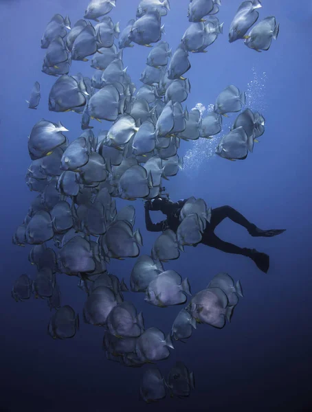 Underwater Photographer Taking Pictures School Spadefish Swimming Blue — Stock Photo, Image