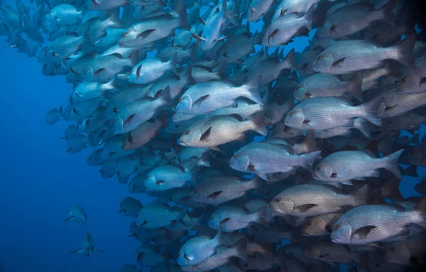 Close Large School Twinspot Snapper Fish Lutjanus Bohar Reddish Grey — Stock Photo, Image