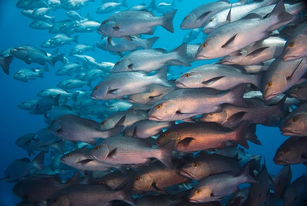 Close up of a large school of Twinspot snapper fish (Lutjanus bohar) reddish grey body with darker fins