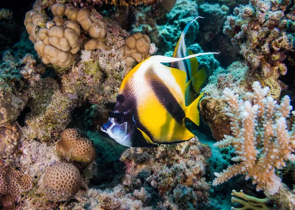 Close Red Sea Bannerfish Heniochus Intermedius Reef Yellow Body Two — Stock Photo, Image