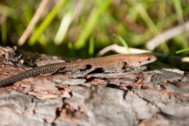 kahverengi kertenkele