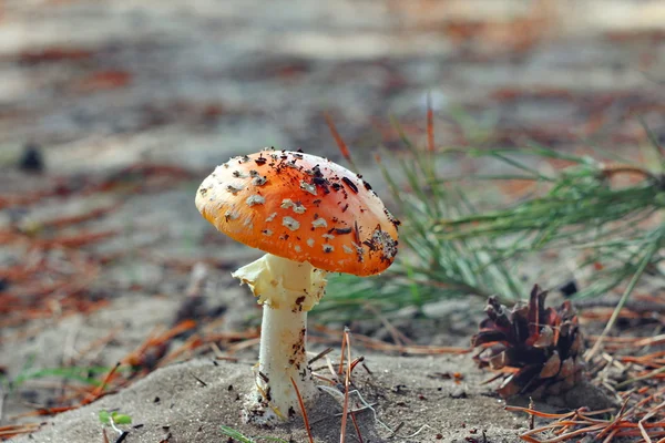 Amanita muscaria — Foto de Stock