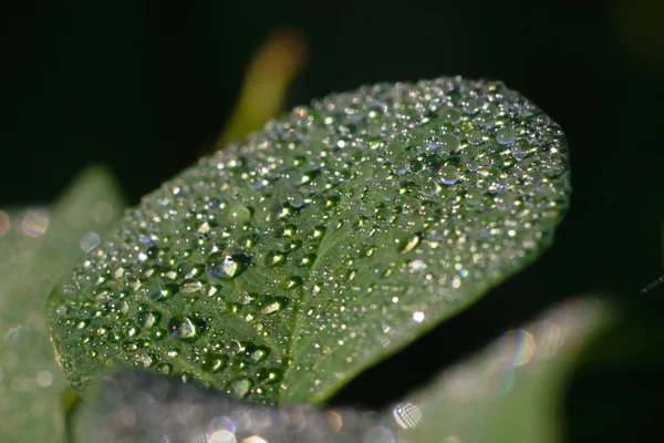 damla ile sonbahar yaprak