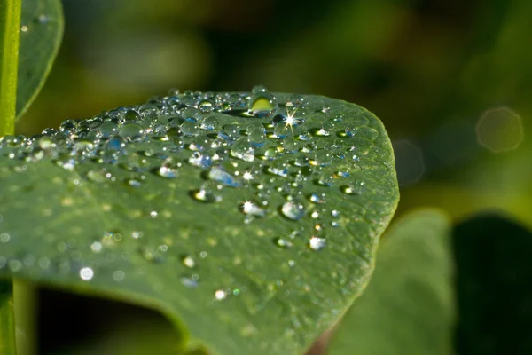 damla ile sonbahar yaprak