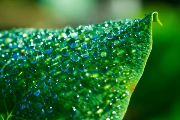 damla ile sonbahar yaprak