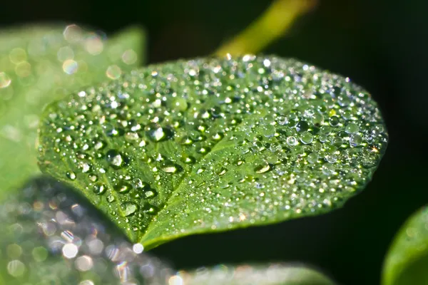 Green leaf — Stock Photo, Image